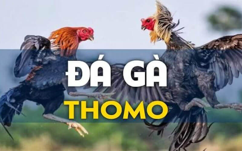 https://sumvip2.com.co/da-ga-thomo/